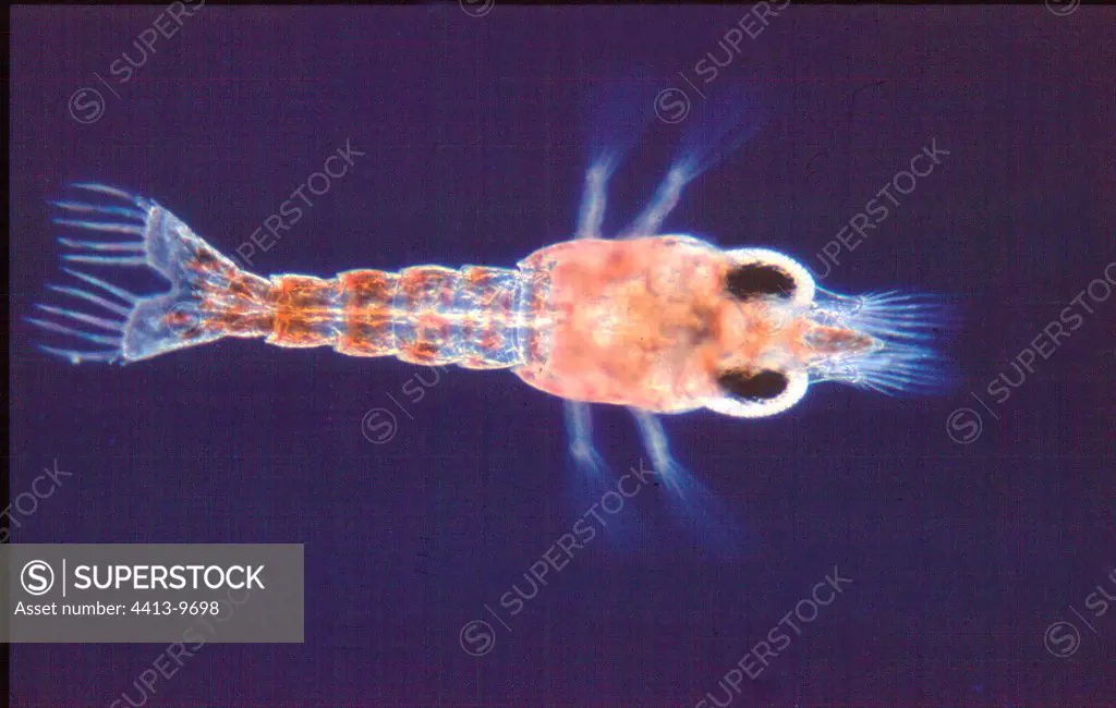 Planctonic larva of shrimp under the optical microscope