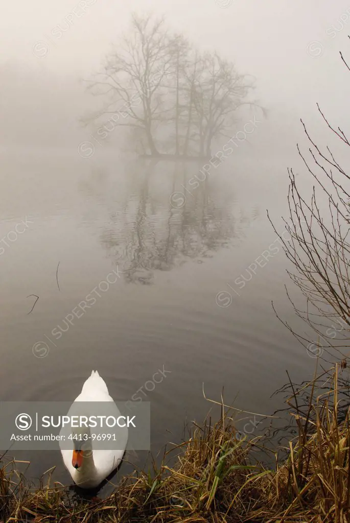 Swan in the fog Ponds Comelles Picardie France