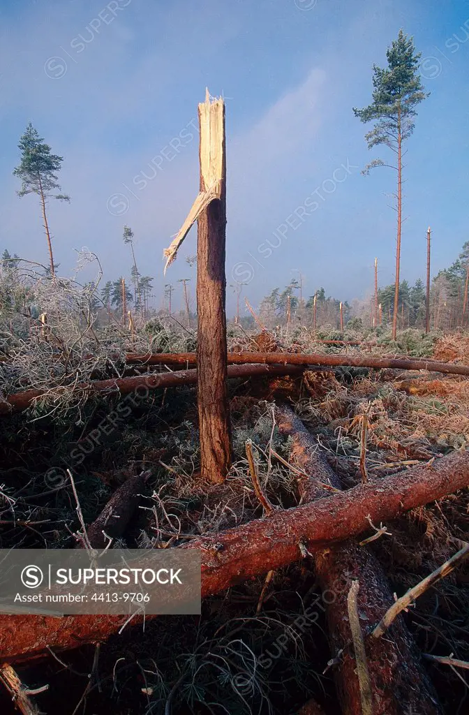 1999 storm's damage in a Pine forest France