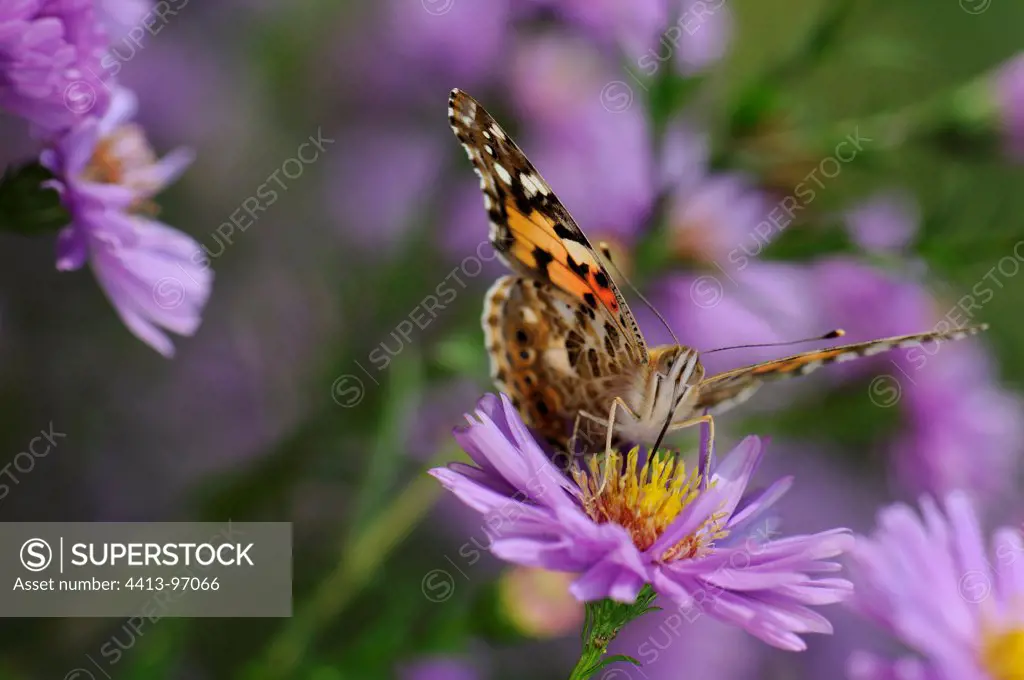 Painted Lady on Aster flower Franche-Comte France