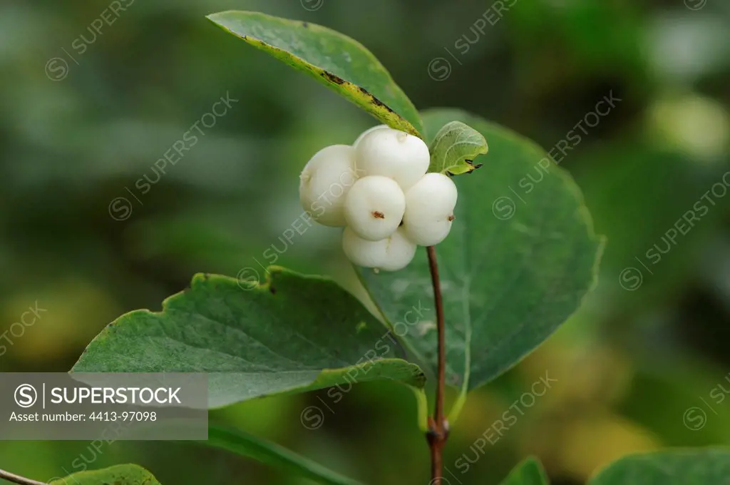 Fruits of Common snowberry Franche-Comte France