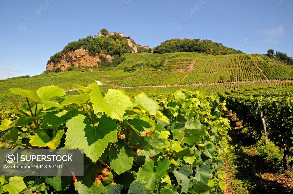 Wine village of Chateau-Chalon and vineyards in summer