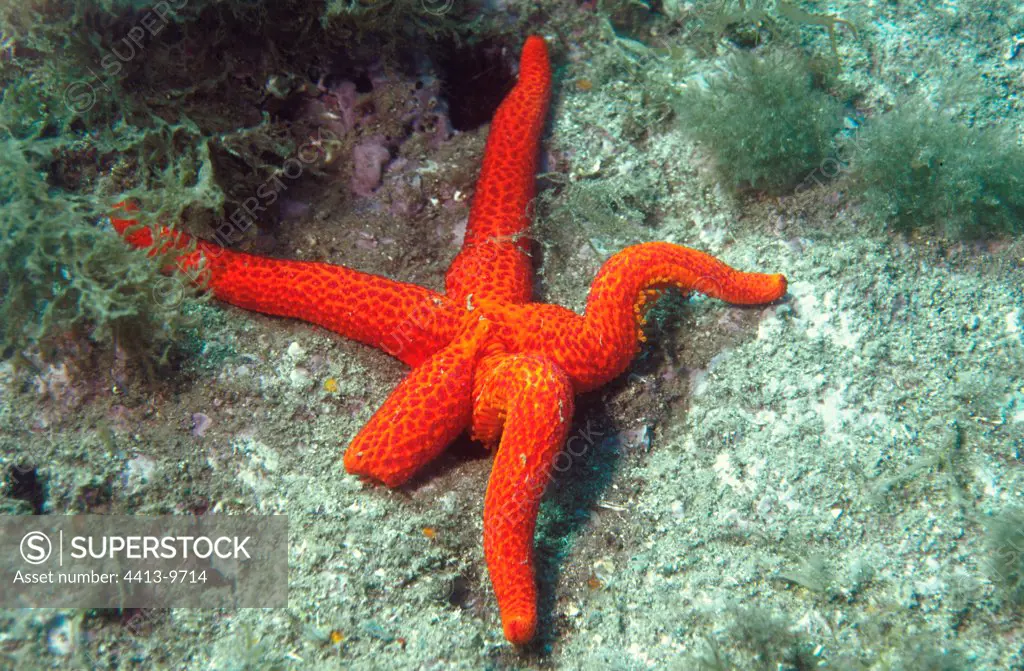 Red starfish on a sea-bed
