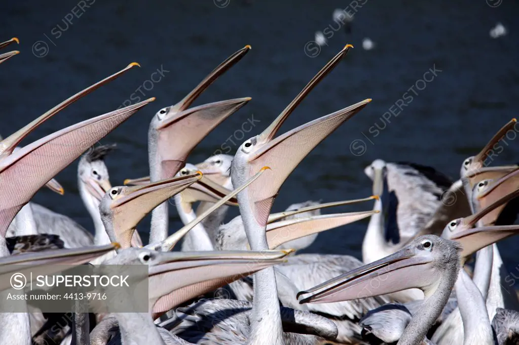 Pink-backed Pelican waiting of fish distributed by a man