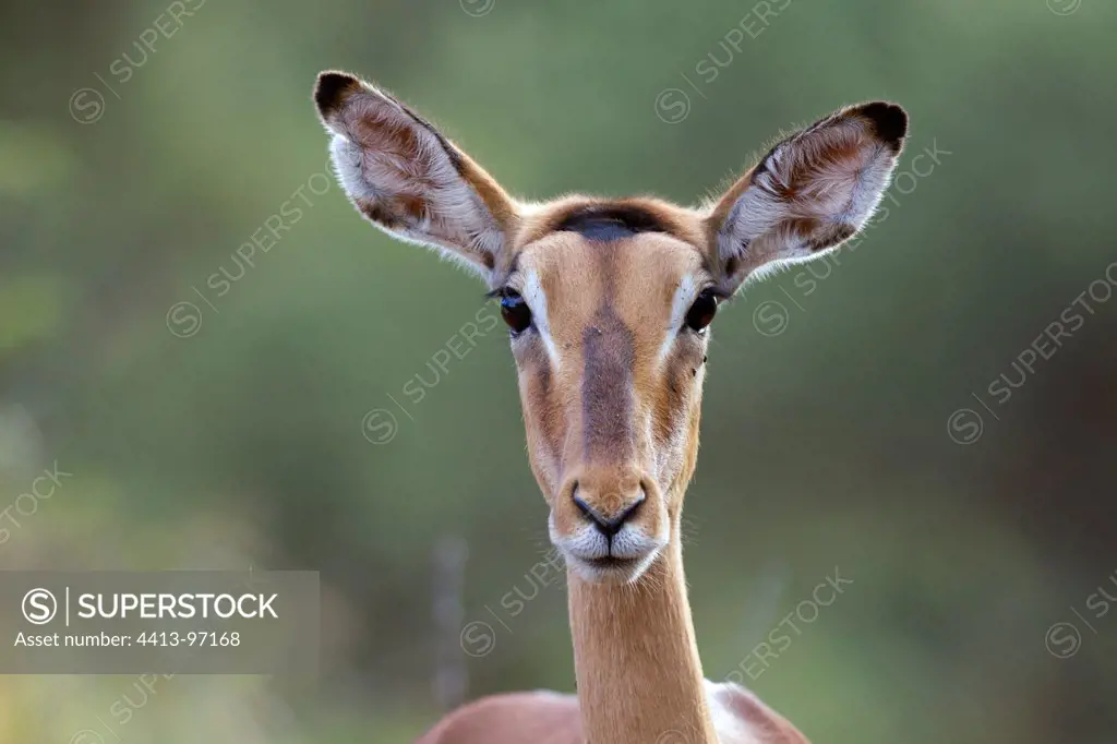 Portrait of female Impala Kruger National Park
