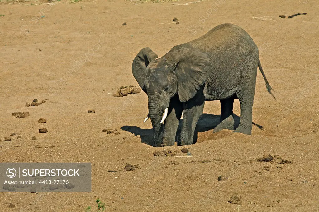 Young Elephant digging the bed of a dry river for drinking
