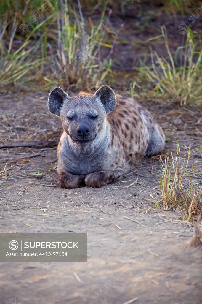 Spotted Hyena lying Kruger National Park South Africa