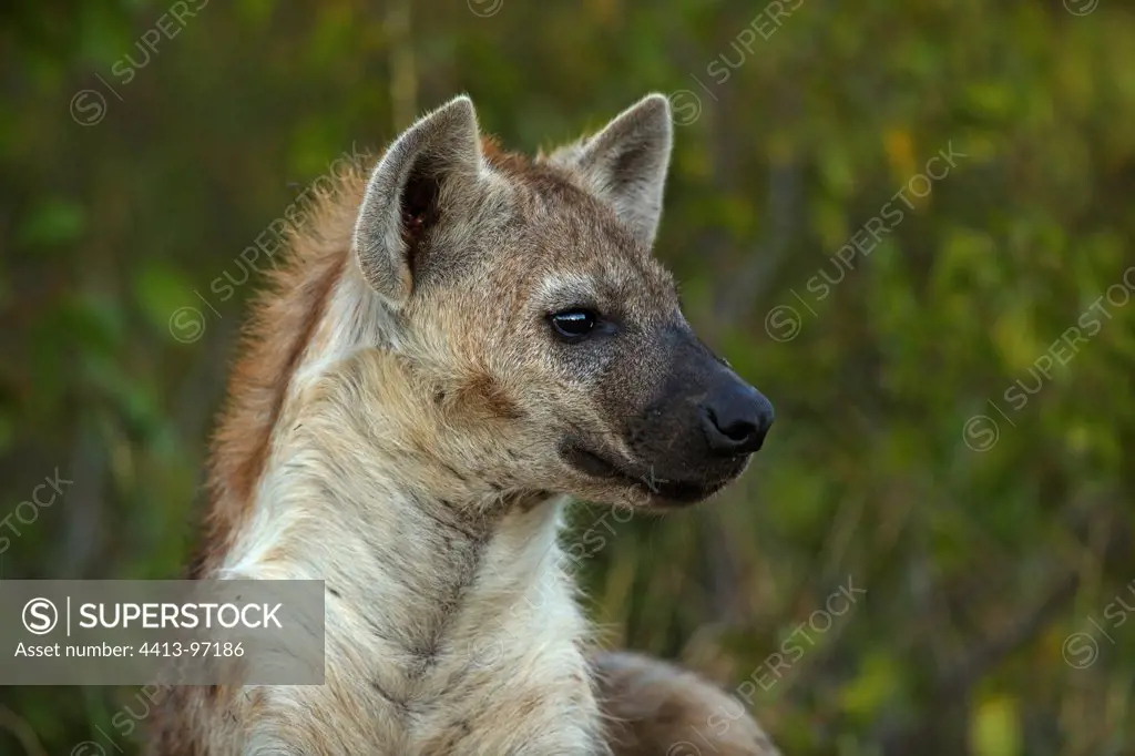 Portrait of Spotted Hyena Kruger National Park South Africa