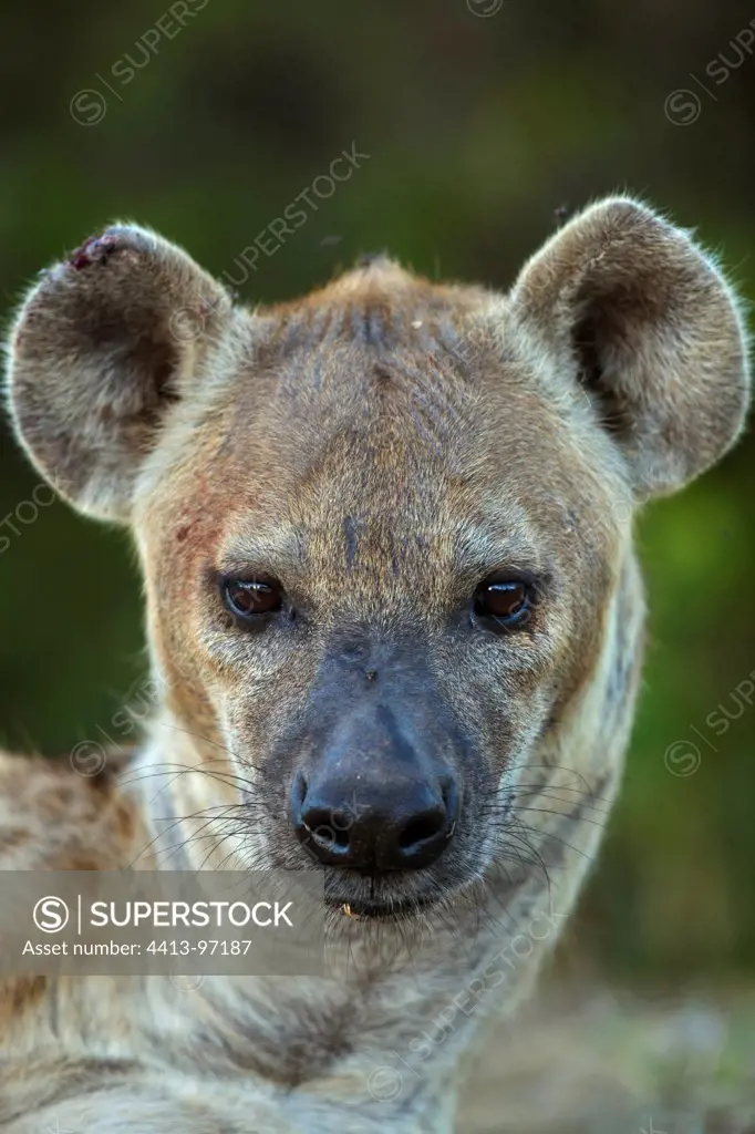 Portrait of Spotted Hyena Kruger National Park South Africa