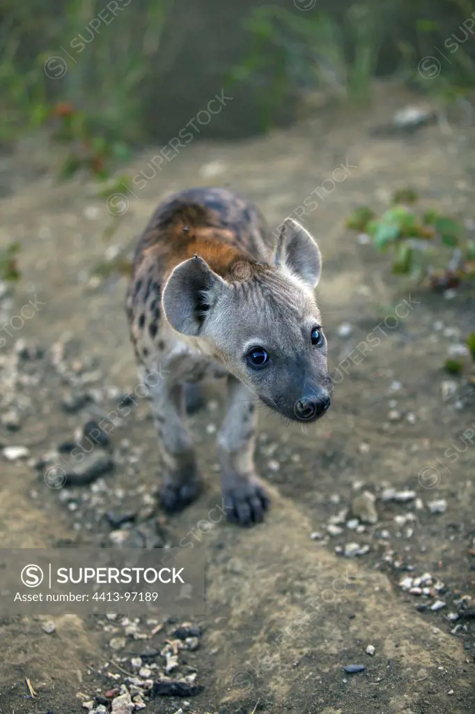 Young Spotted Hyena Kruger National Park South Africa
