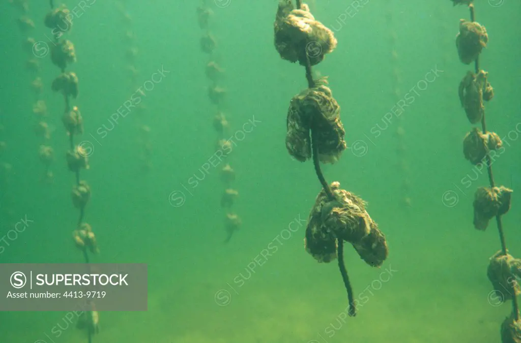 Oysters stuck on ropes in ostreiculture France