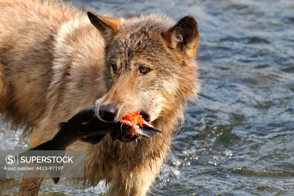 Gray wolf eating a salmon in a river Alaska USA