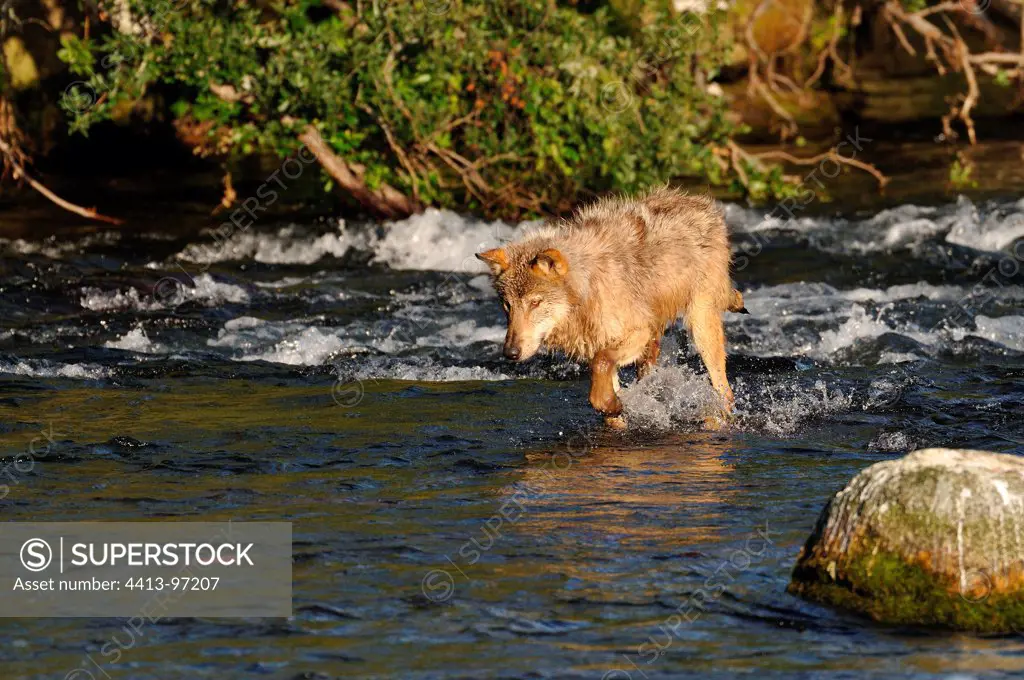 Gray Wolf fishing for salmon in a river Alaska USA