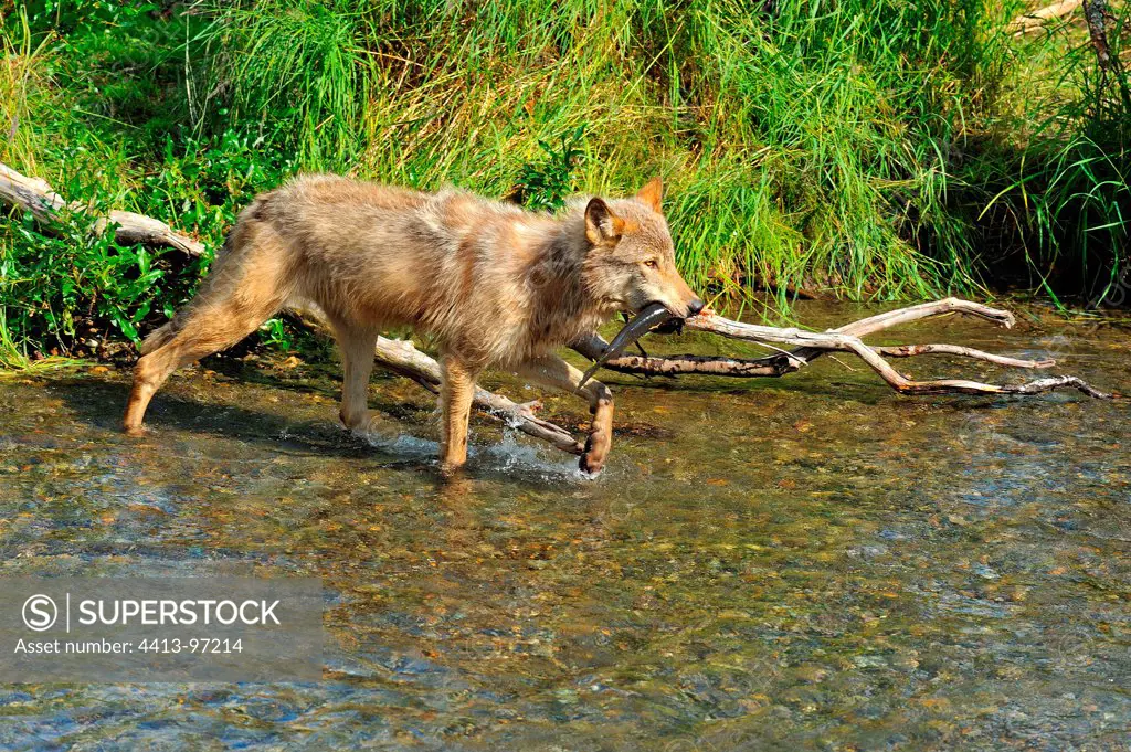 Gray wolf eating a salmon in a river Alaska USA