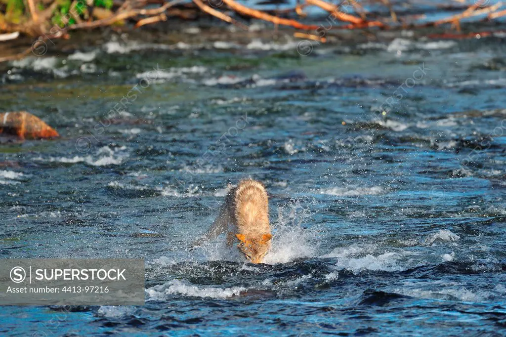Gray Wolf fishing for salmon in a river Alaska USA