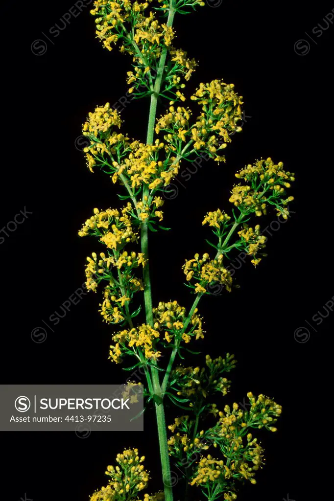 Lady's bedstraw in bloom