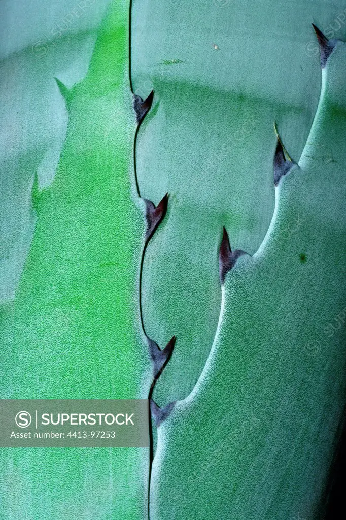 Century plant leaves detail