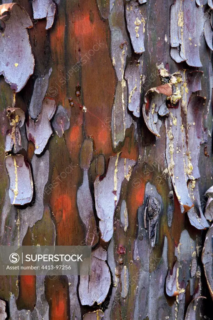 Monterey cypress bark