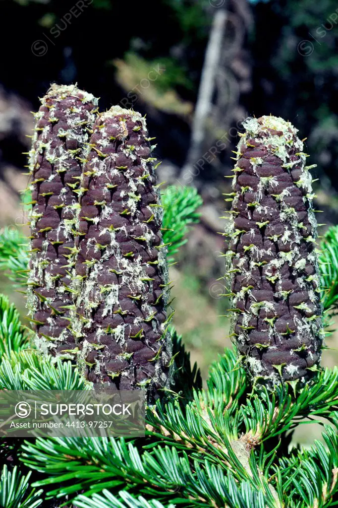 Silver fir cones