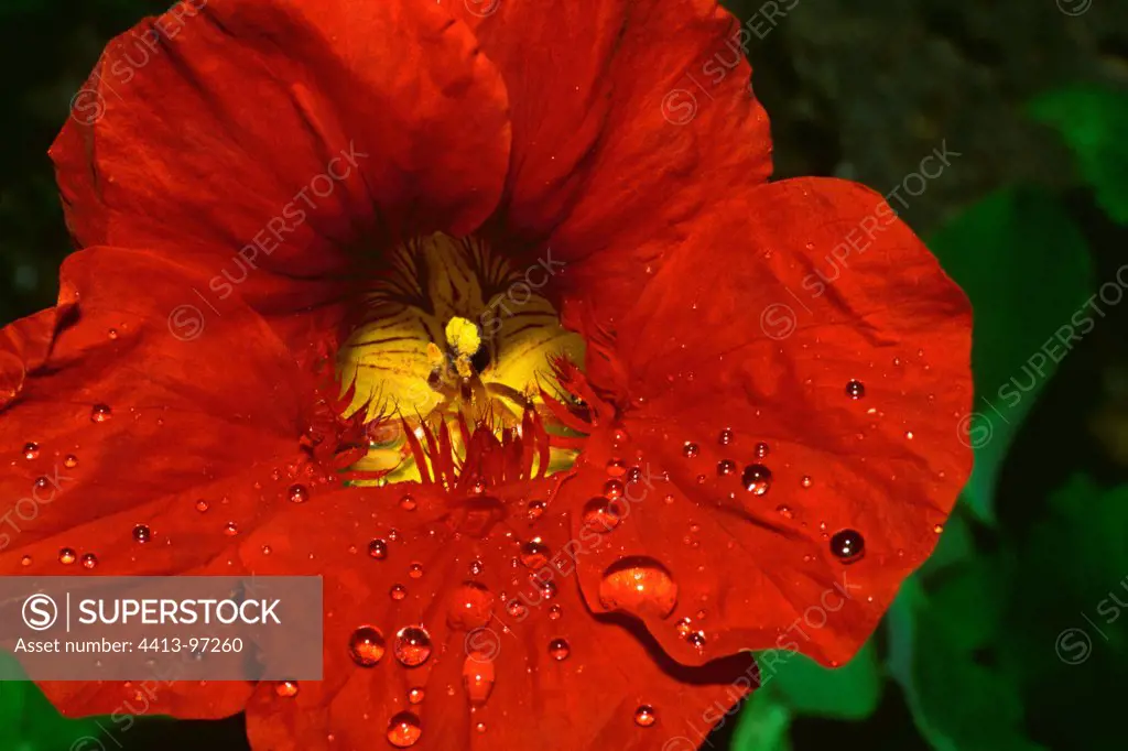 Water drops on a nasturtium flower
