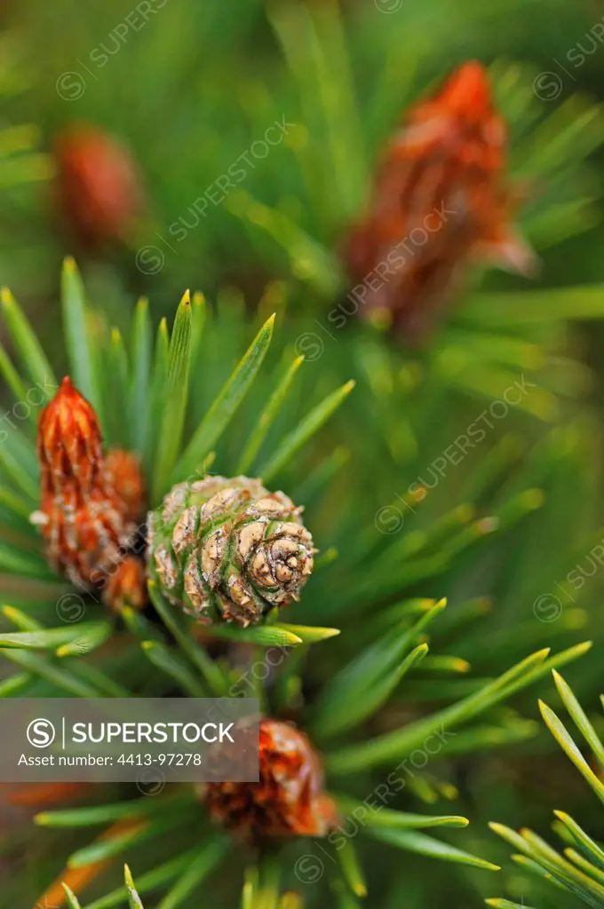 Young shoots on a pine tree