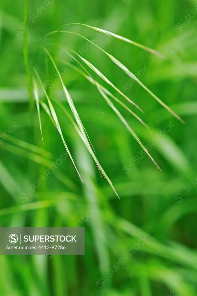 Spikelets of a grass