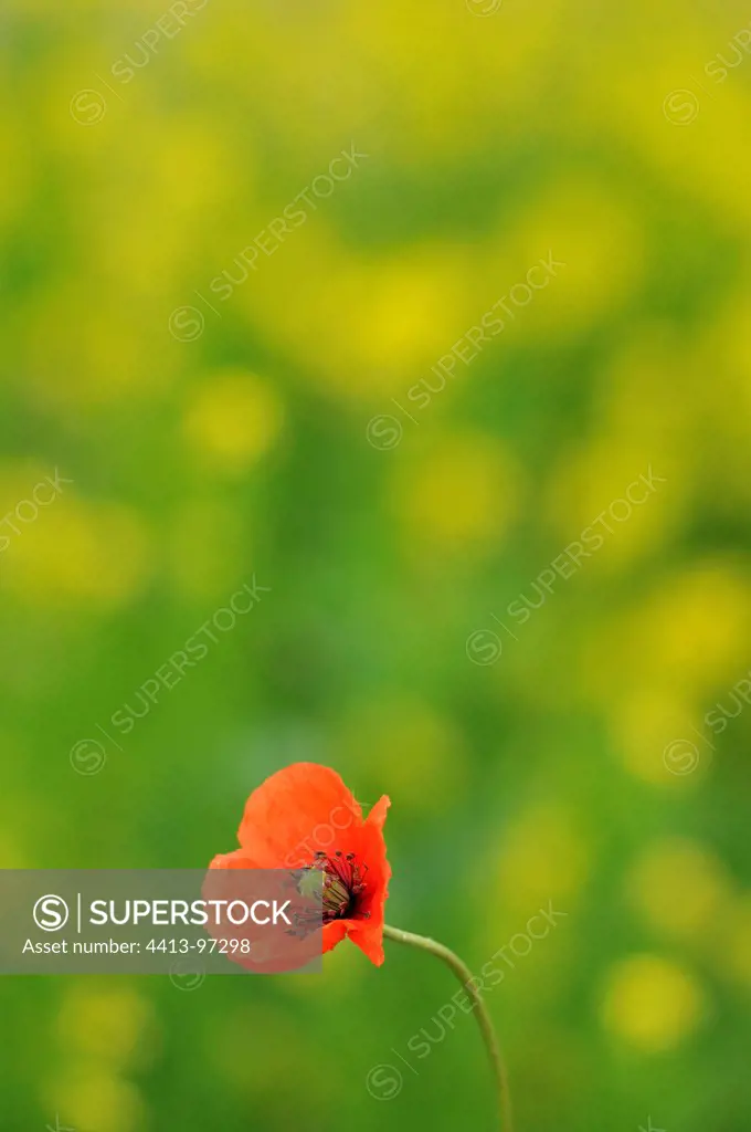 Poppy in bloom in a field