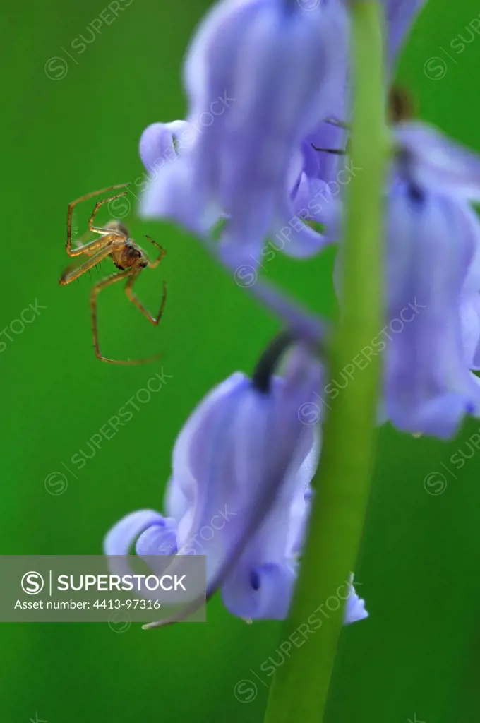 Spider and bluebells