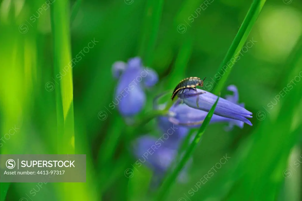 Insect and bluebells