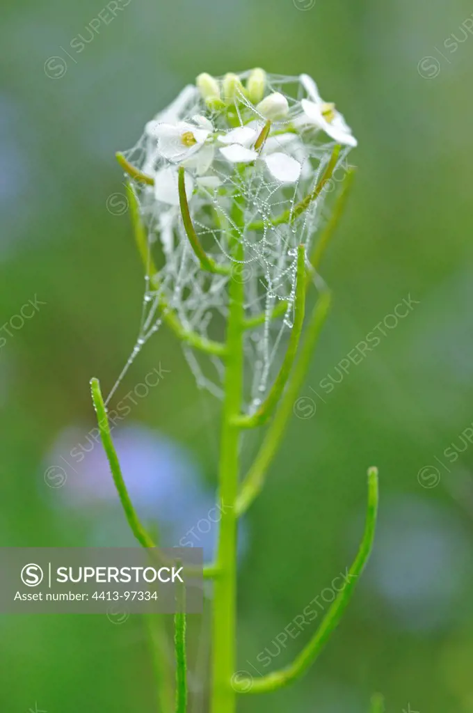 Dew on a shepherd's purse with cobweb