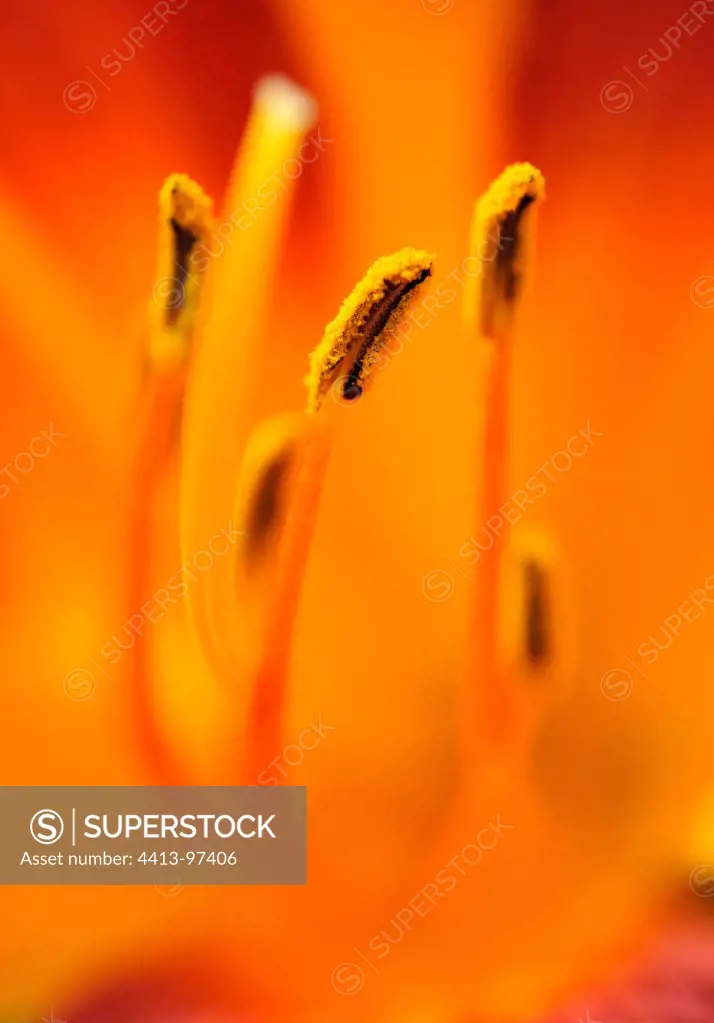 Stamens of a lily