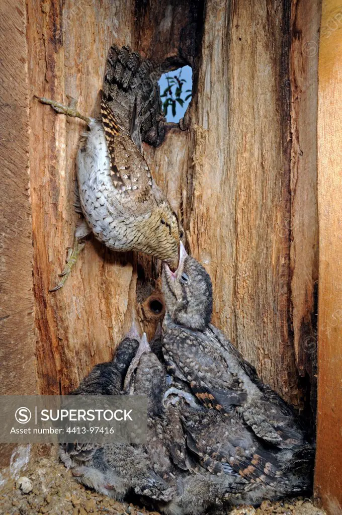 Eurasian Wryneck feeding the youngs in a branch