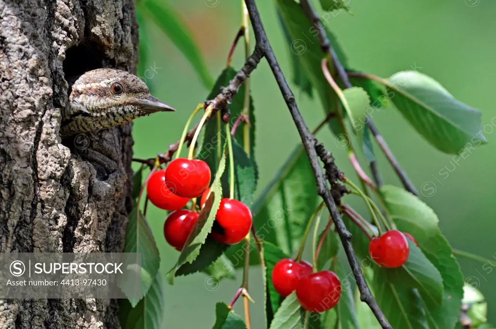 Eurasian Wryneck at the entrance to its nest in a fruit tree