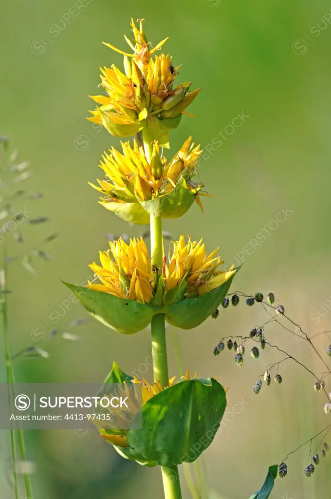 Inflorescence of Great yellow gentian