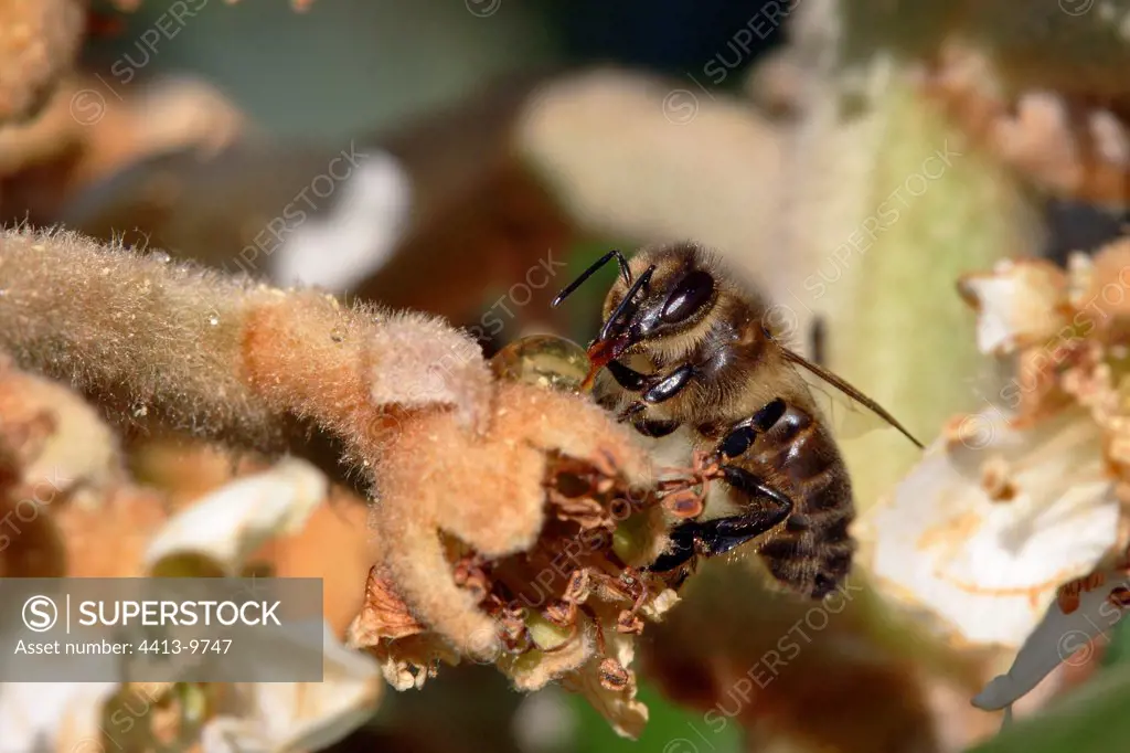 Bee butinant a Medlar tree