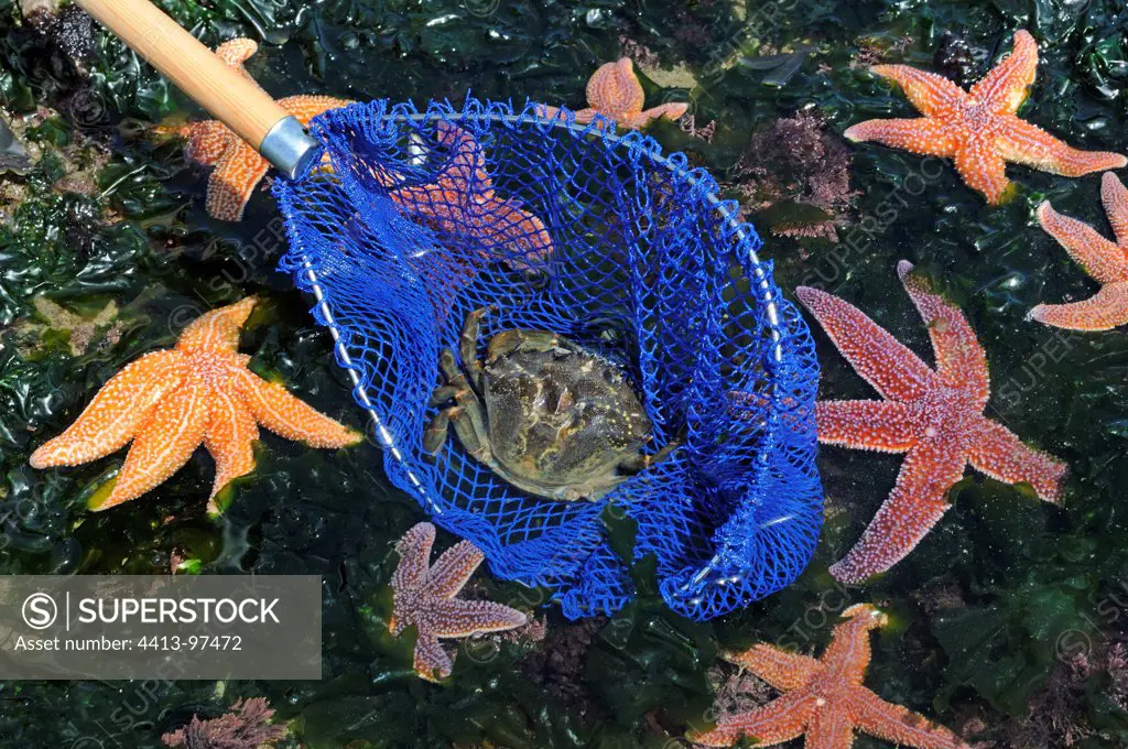 Starfish and crabs caught in the net for a child