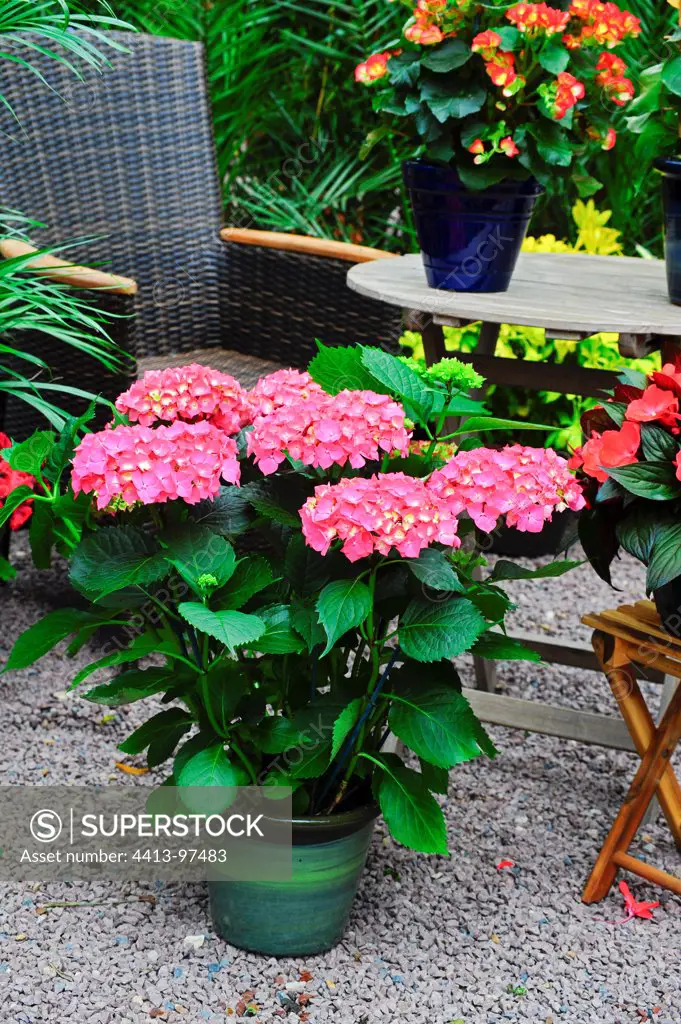 Hydrangea 'Leuchtfeuer' in bloom on a garden terrace