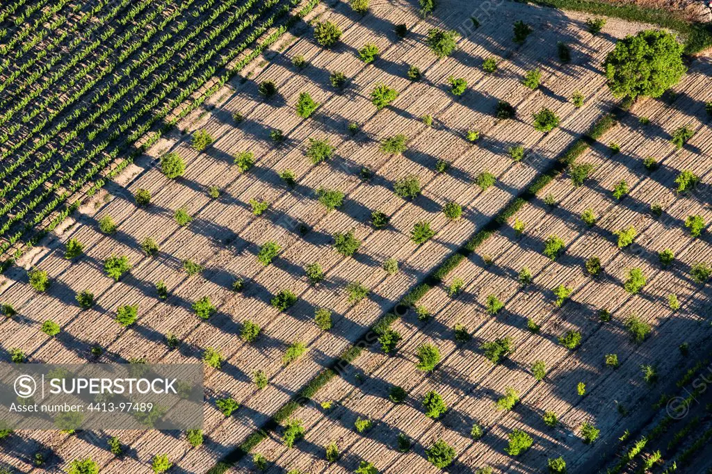 Orchard and vineyards Luberon France