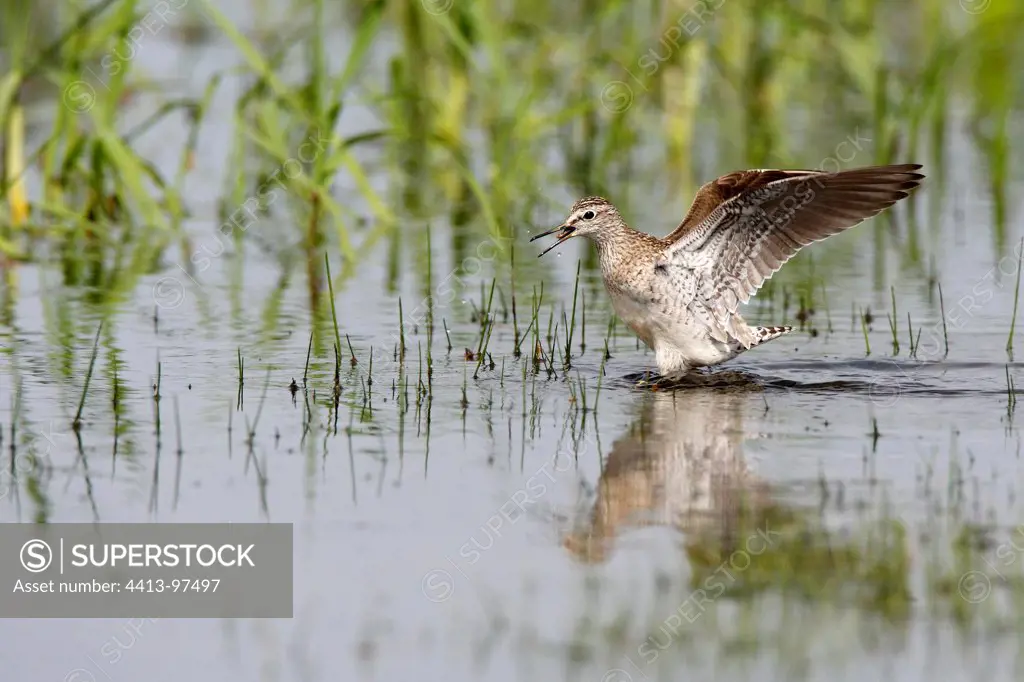 Wood sandpiper flapping wings in water Greece