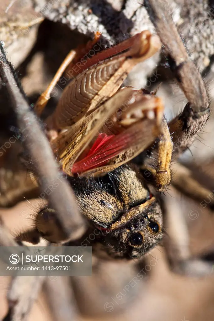 Wolf Spider eating a cricket Plaine de la CrauFrance