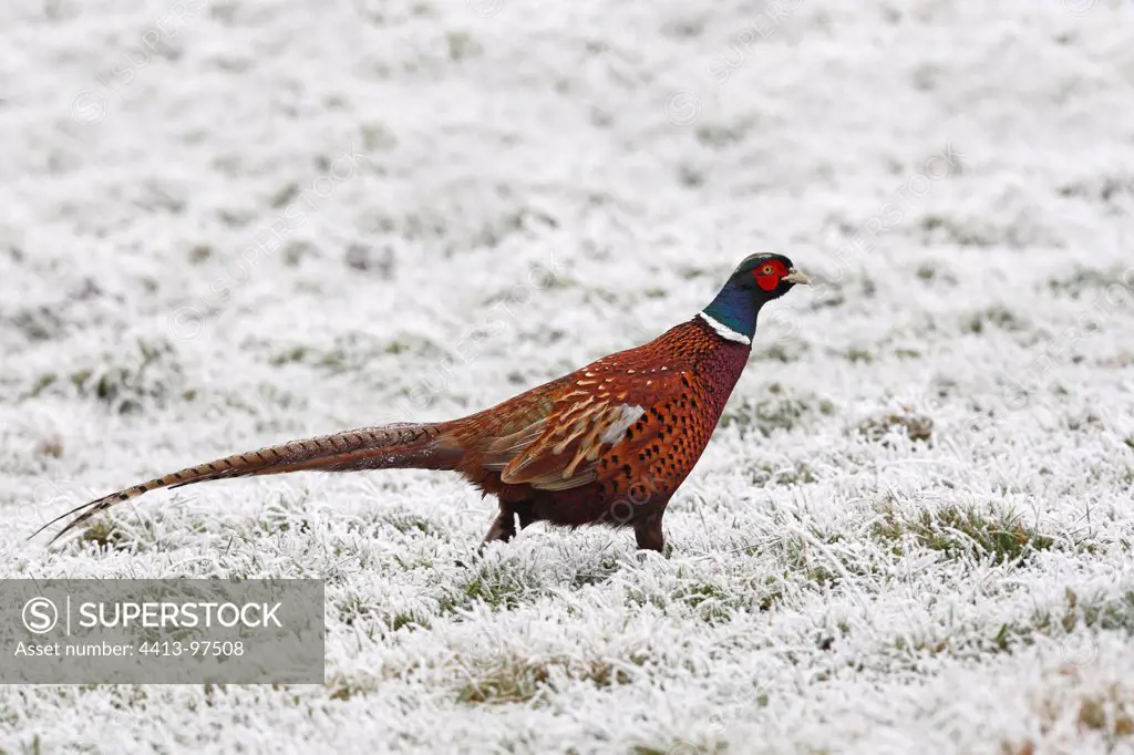 Male Ring-necked Pheasant in a frozen meadow GB