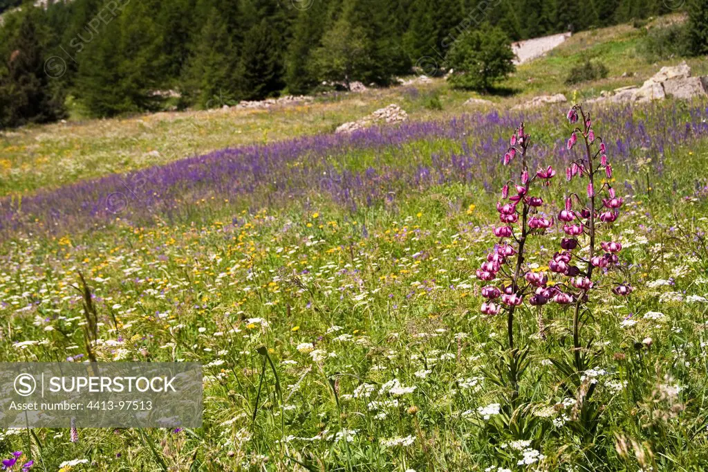 Lys Martagon in a meadow Massif Ubaye Alps France