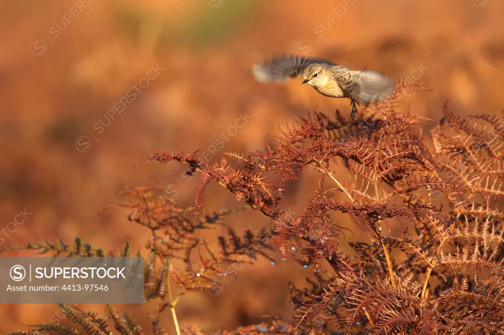 Female Stonechat taking off from dried bracken ferns GB