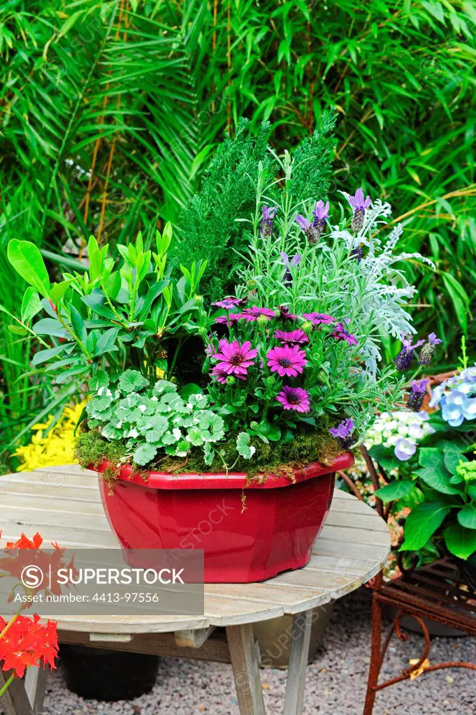 Flowered pot on a garden terrace
