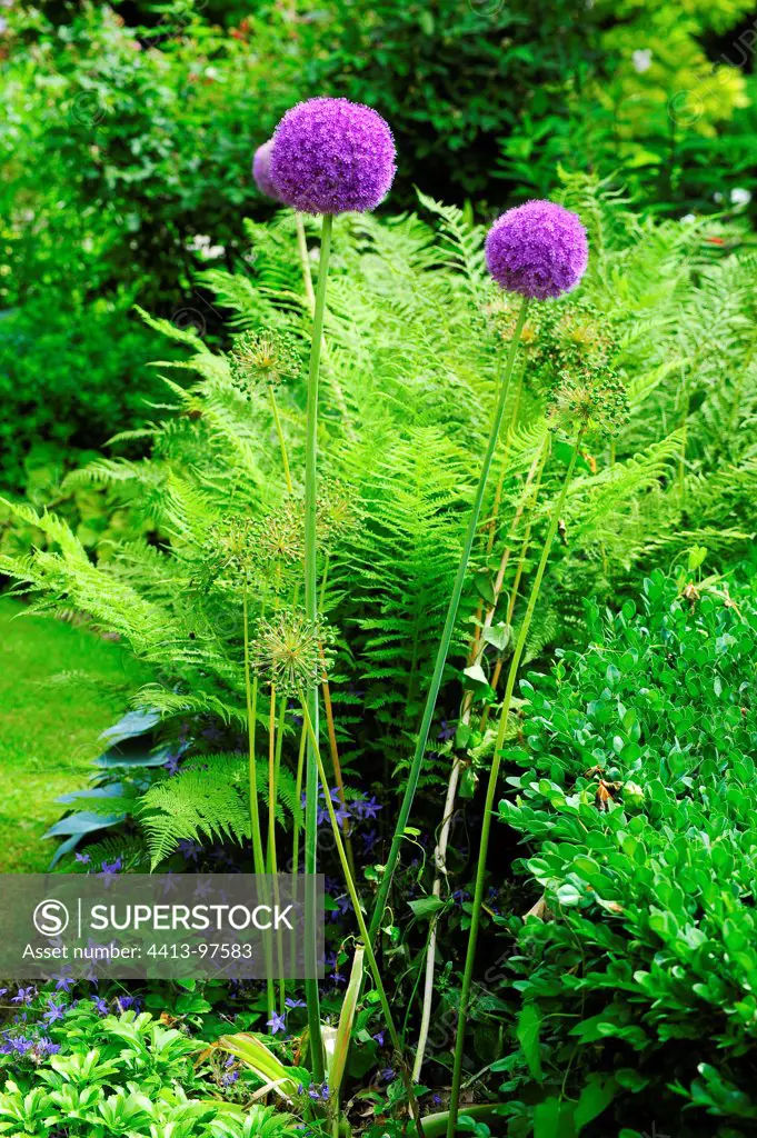 Ornament garlic 'Purple Seansation' in bloom in a garden