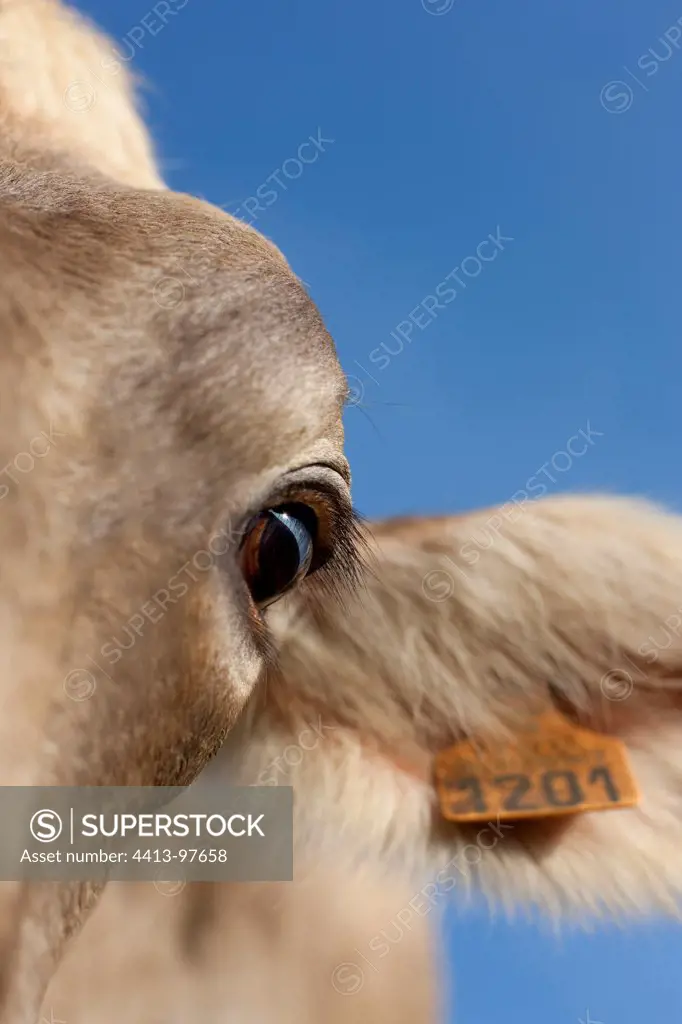 Close-up of the eye and the ear of a cow Brown Swiss