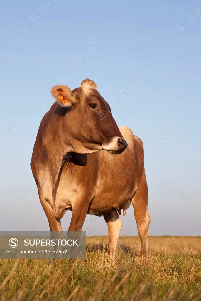Brown Swiss cow in a field with his head turned France