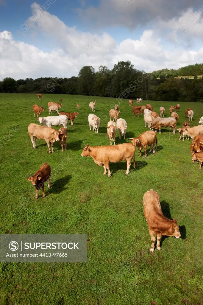 Herd of Red Cows in a meadow Galicia Spain
