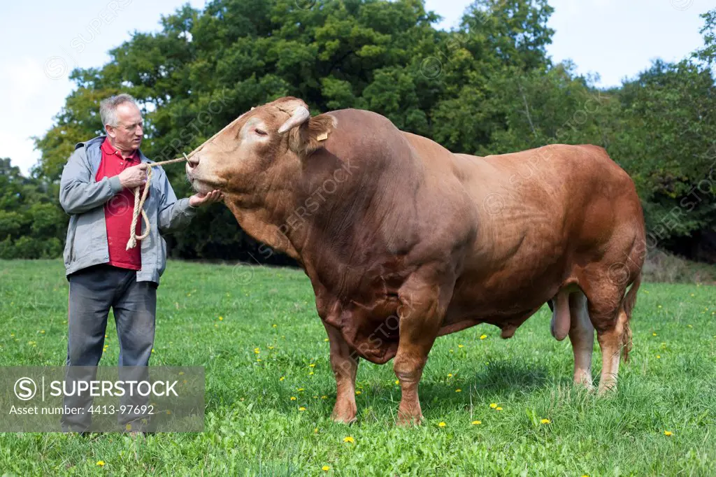 Breeder holding a Red Bull of Galicia in a meadow Spain