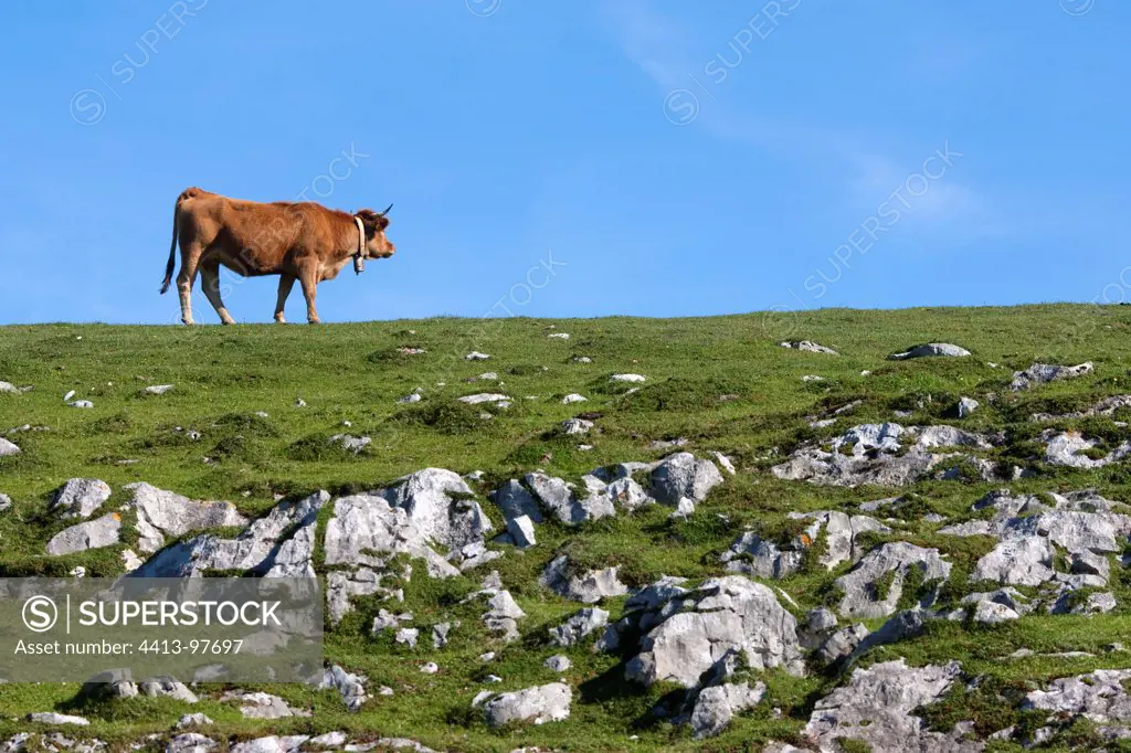 Asturian cow in the meadow in the PN Picos de Europa